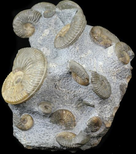 Scottish Ammonite (Brasila) Cluster, Specimens - Isle of Skye #31028